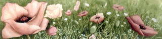 Poppies