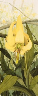 Trout Lily